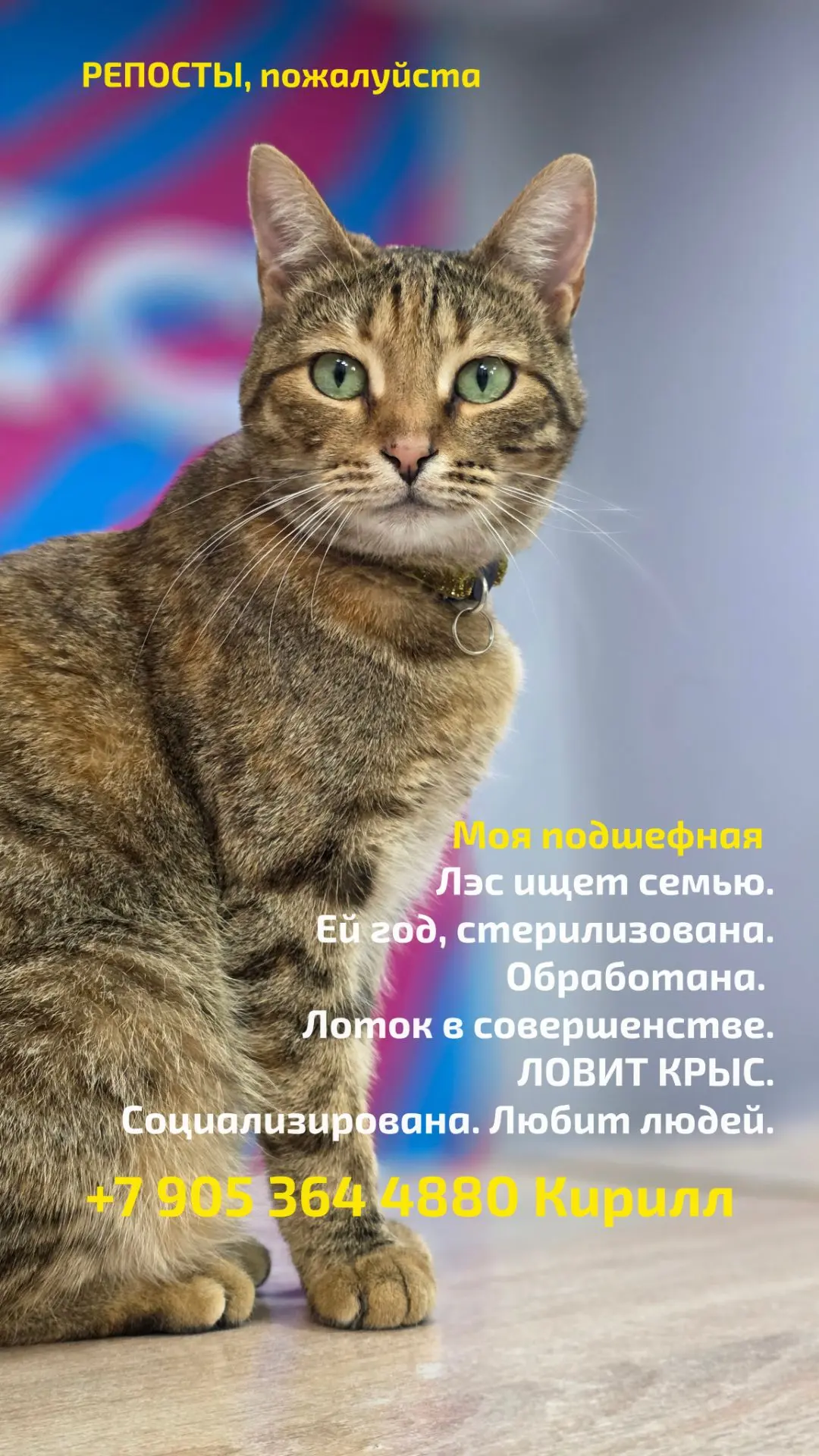 Я помогаю животным. У меня бывшеуличная собака на попечении и две бывшеуличные кошки.