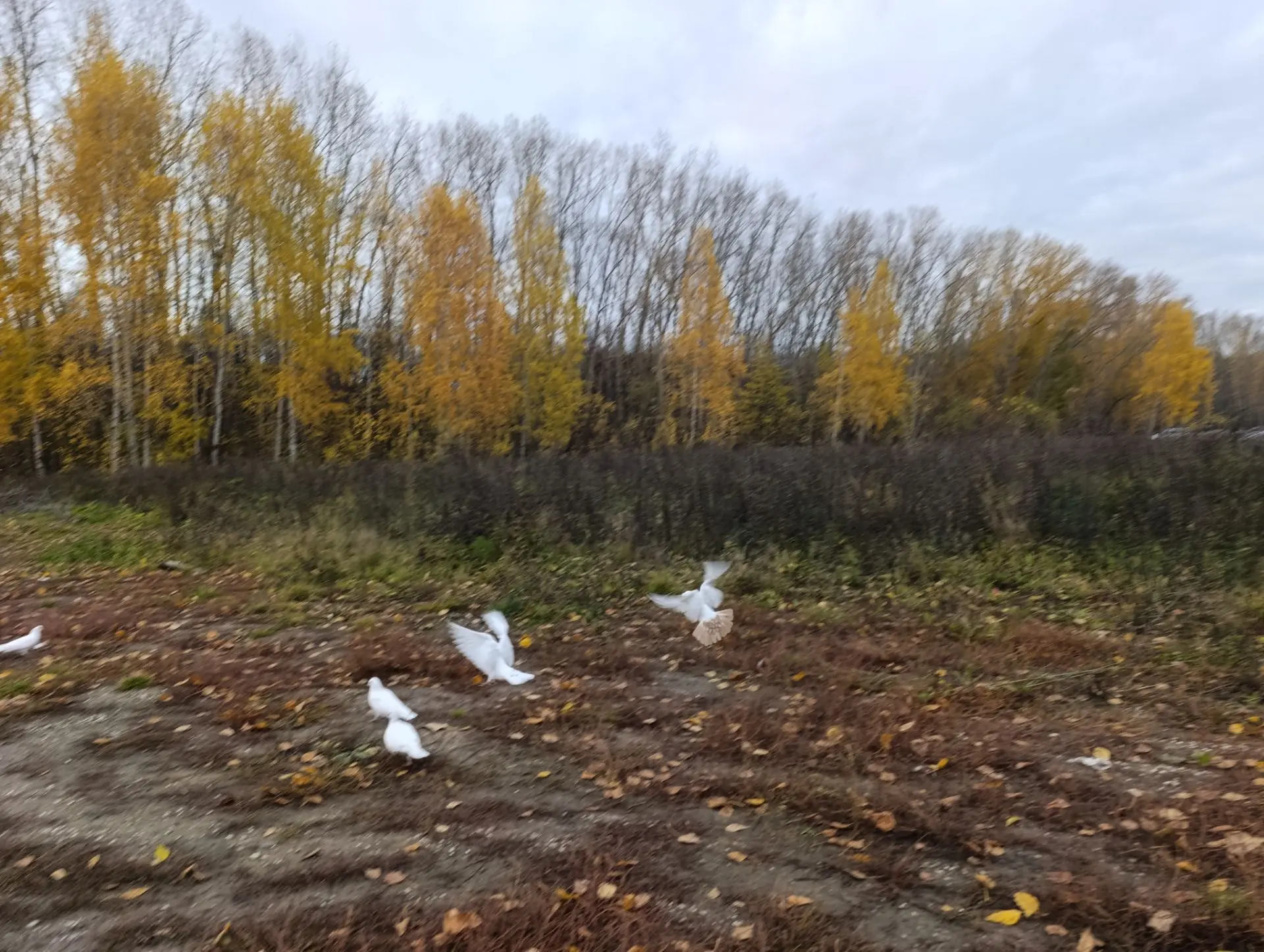 Идем дальше 🤣голуби 🕊 красивые, белые, какие то фирменные 🤣 прилетели толпой 🌝никог...