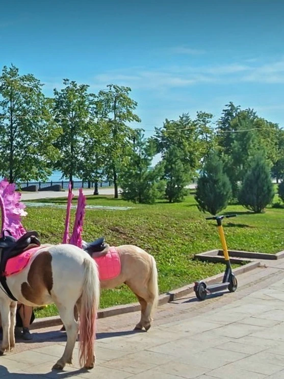 В региональном Министерстве культуры и туризма рассказали о мотивах введения туристичес...