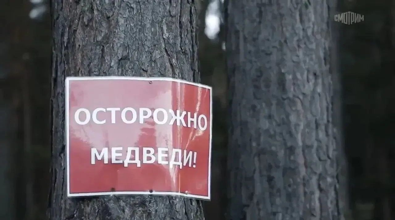 В Бейском районе и Абазе зафиксированы выходы медведей