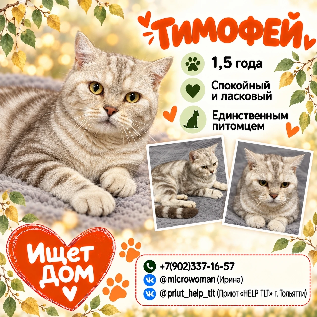 🐱 Друзья, у Тимофея есть простой рецепт хорошего дня: мягкий плед, спокойная обстановк...