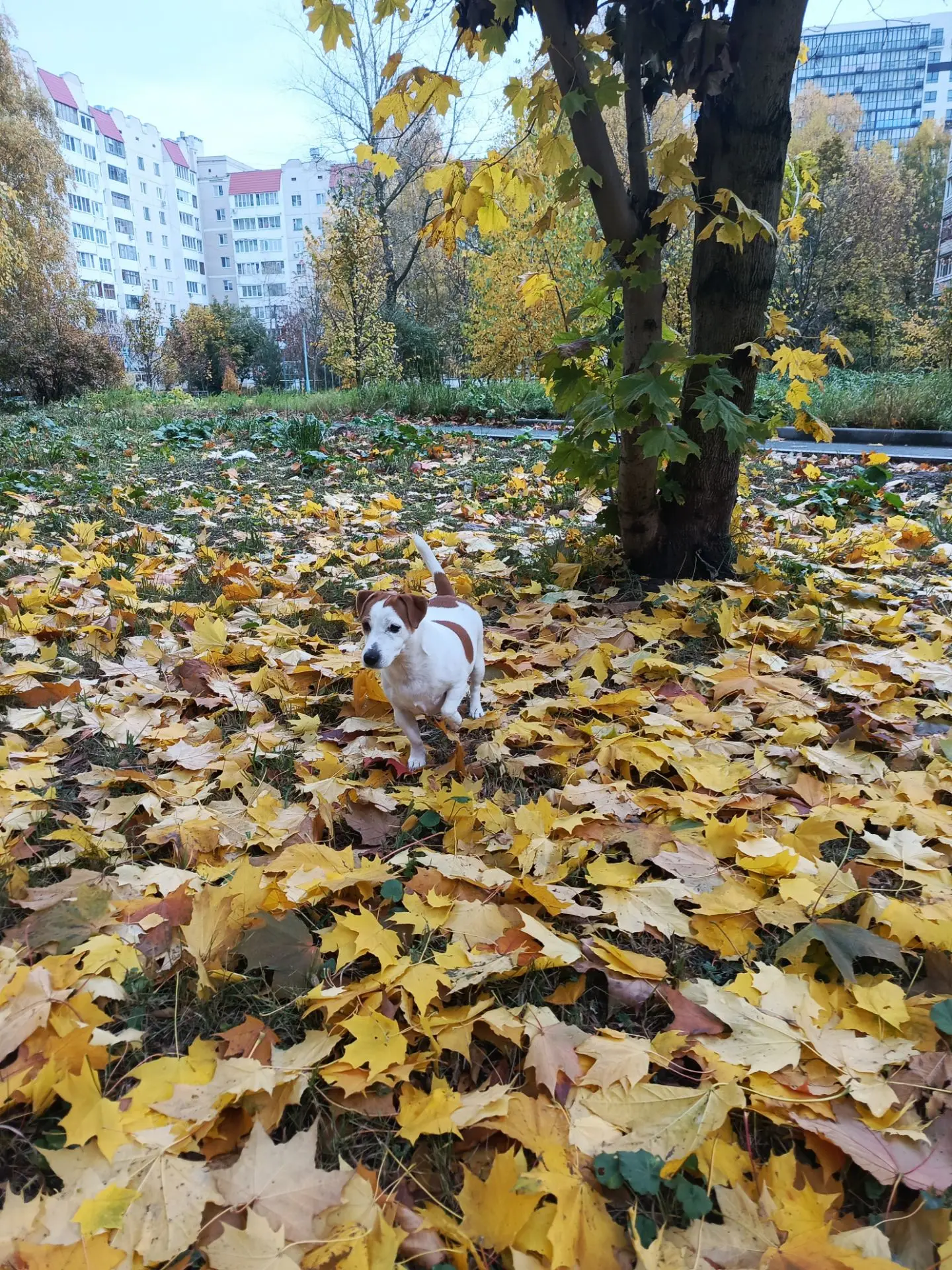 Где эти кошки, уф, я их догоню😁