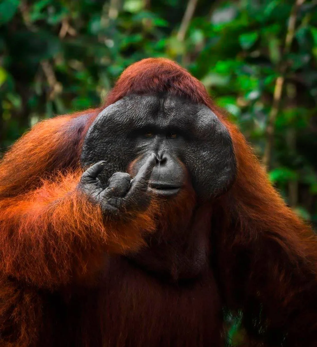 Британский международный конкурс Nikon Comedy Wildlife Awards, где выбирают самые смешн...