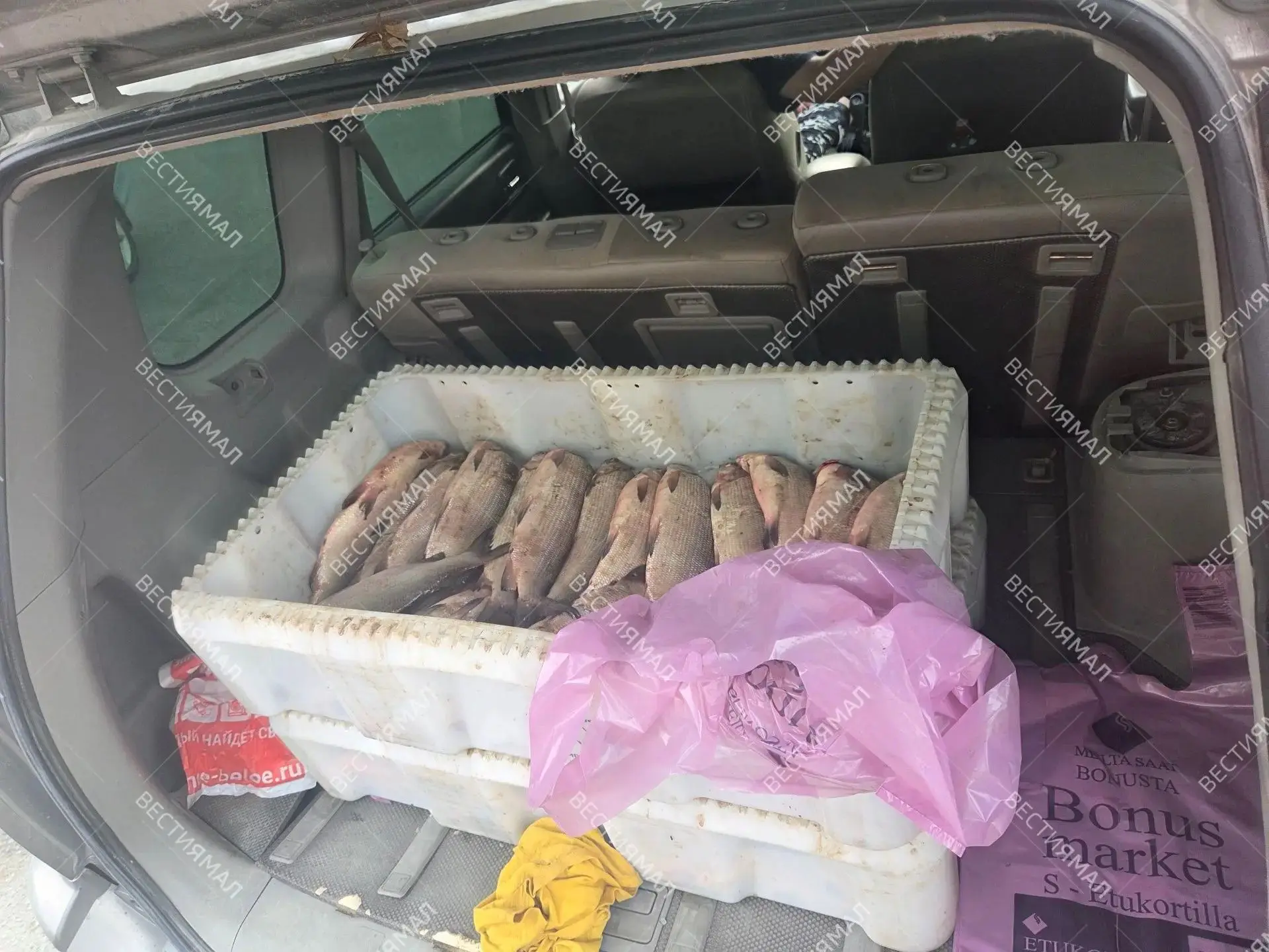 🐟 Щекур на 300 тысяч: жительницу Лабытнанги поймали на незаконной торговле
