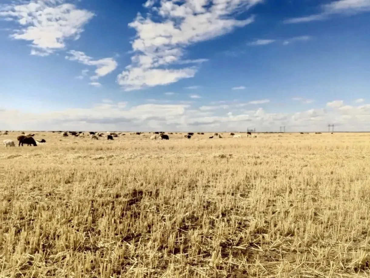 ✅ Учет животных и корма – залог спокойной зимовки! 🐂