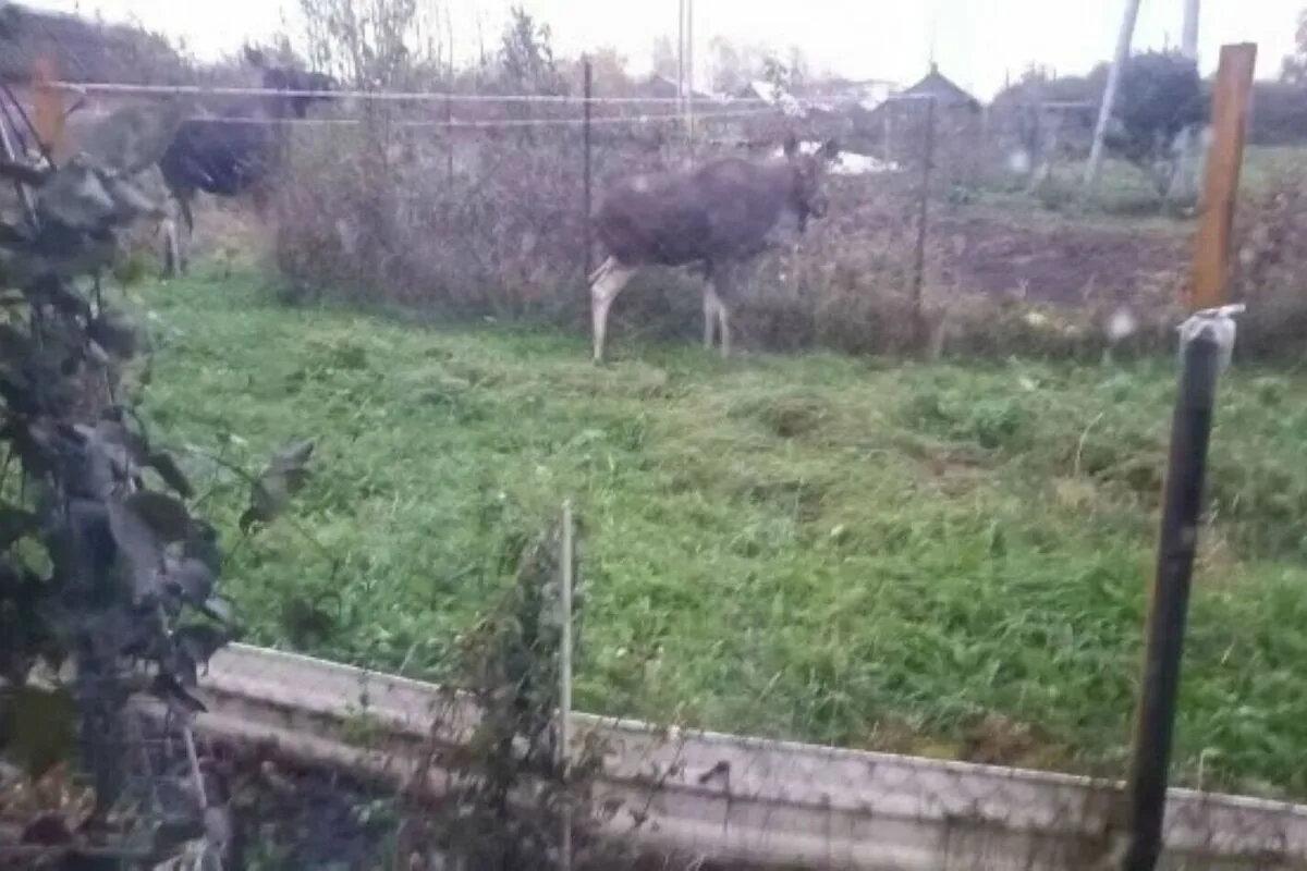 В Сусанинском районе Костромской области — три лося в огороде 🦌