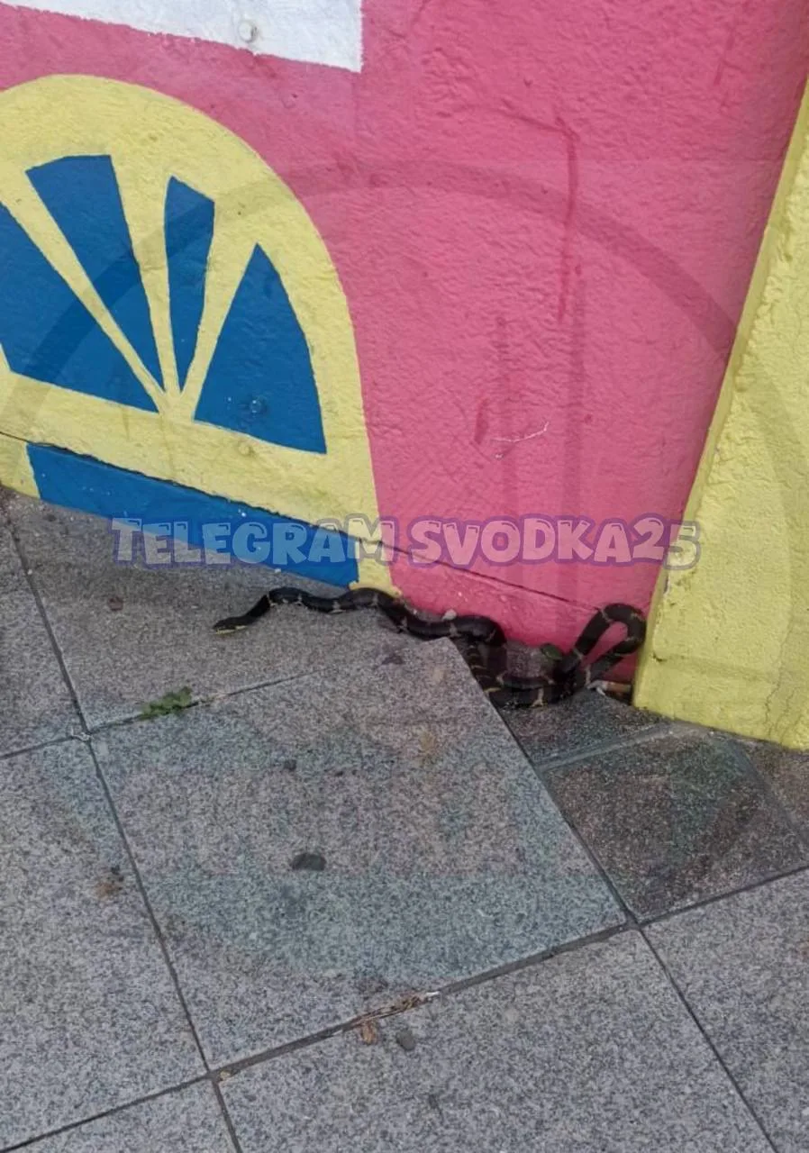 🐍Во Владивостоке в Центре люди повстречали упитанную змею посреди улицы