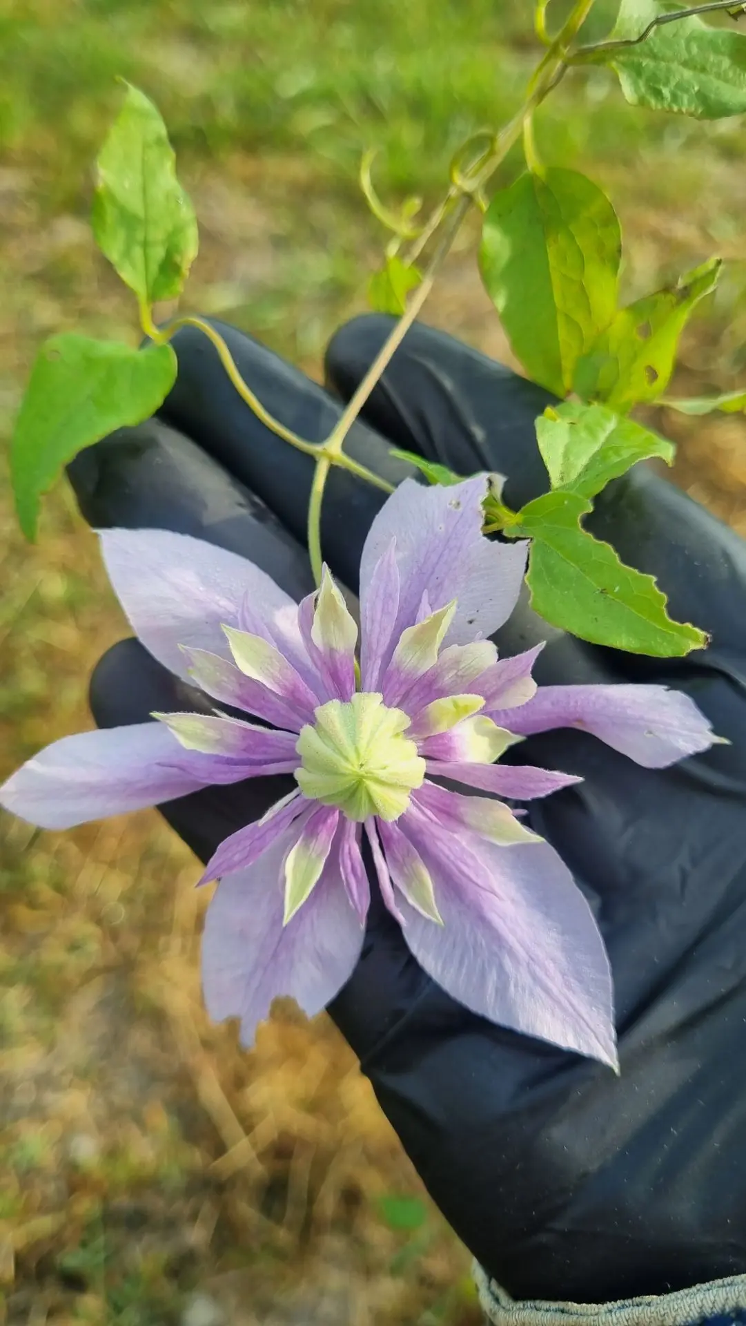 Моё знакомство с клематисом «Тайга» 🌸