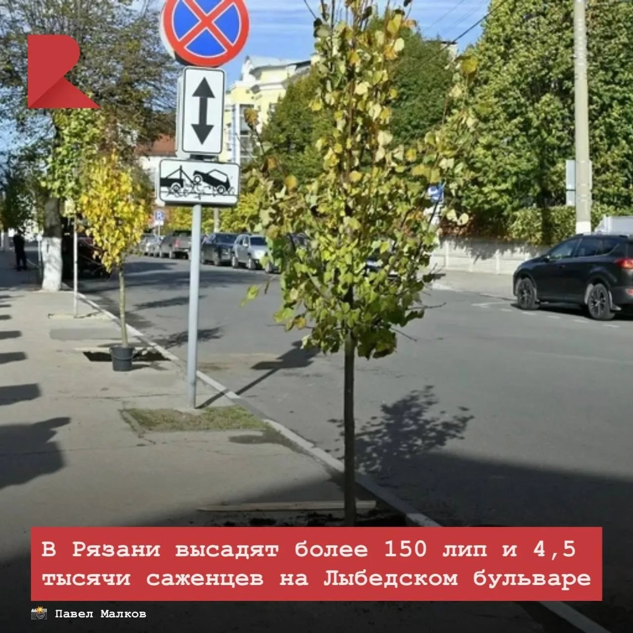 В Рязани в единый день озеленения высадят деревья на улицах Есенина, у Дворца Первых и ...