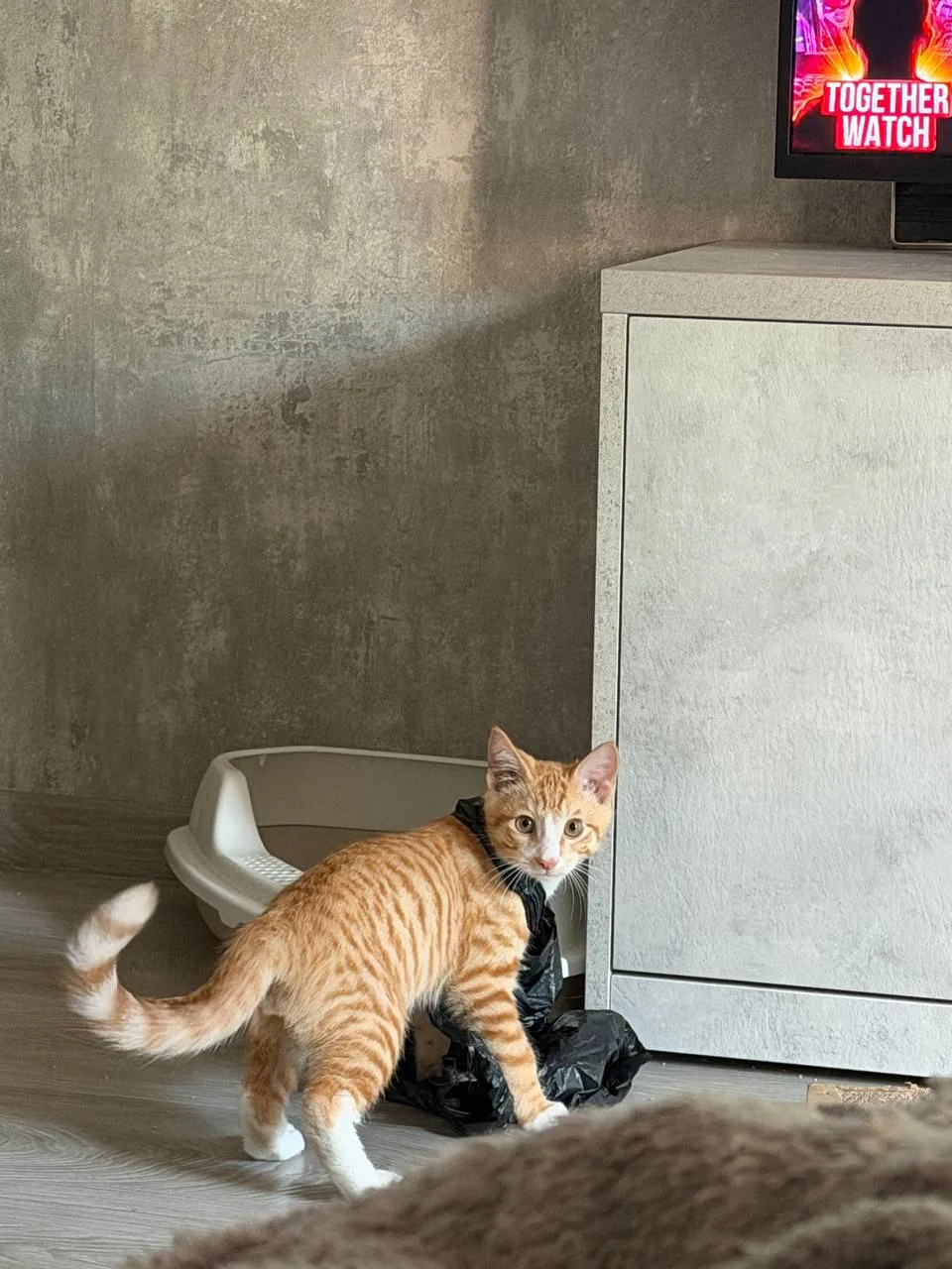 Отдам в добрые руки очаровательного котёнка — мальчика, 5 месяцев.