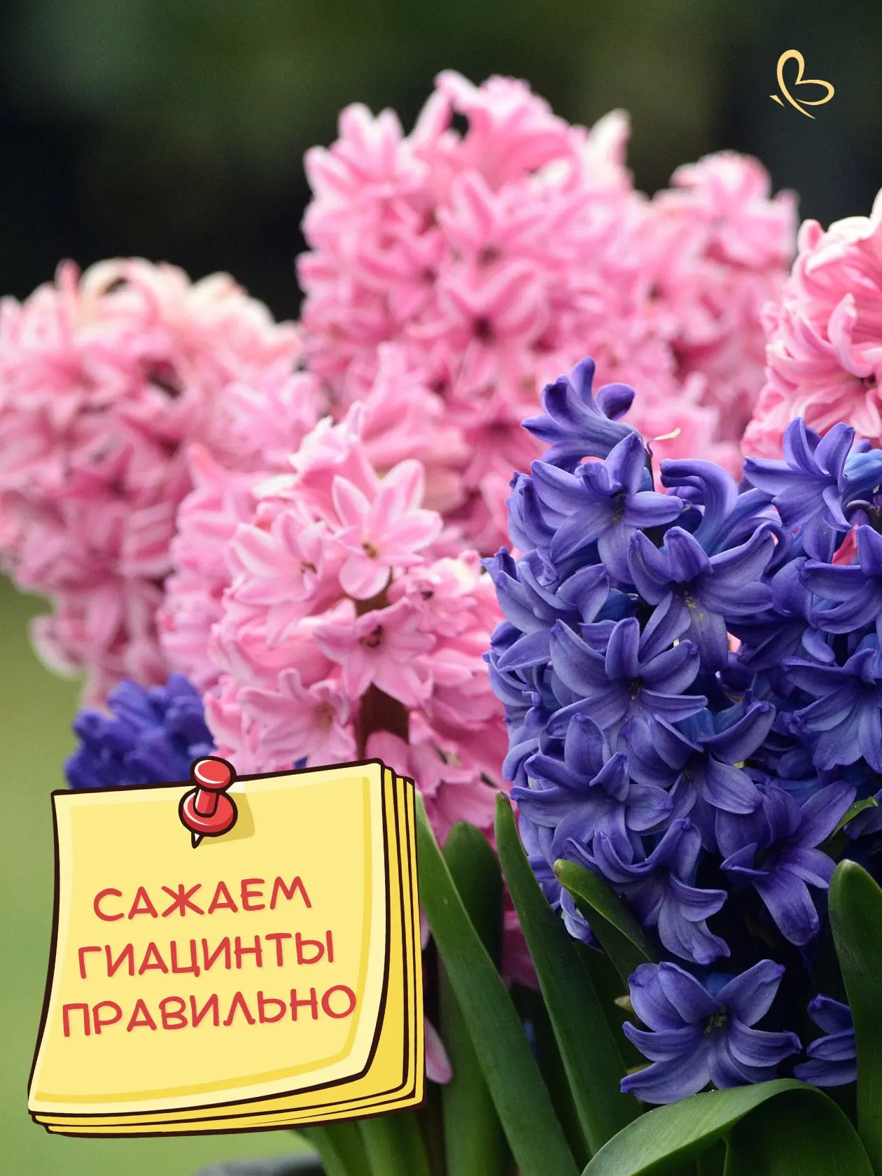 🌱 Октябрь - идеальное время для высадки гиацинтов! Если температура почвы стала не выш...