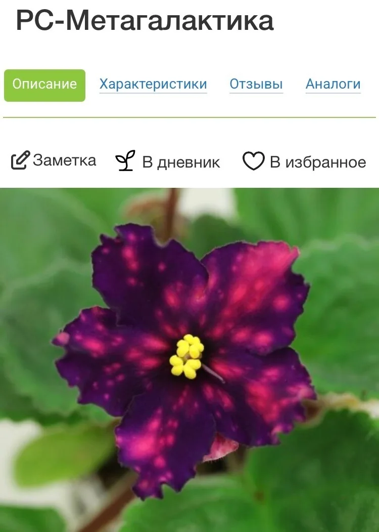 Продам деток сортовой фиалки, цена 100р