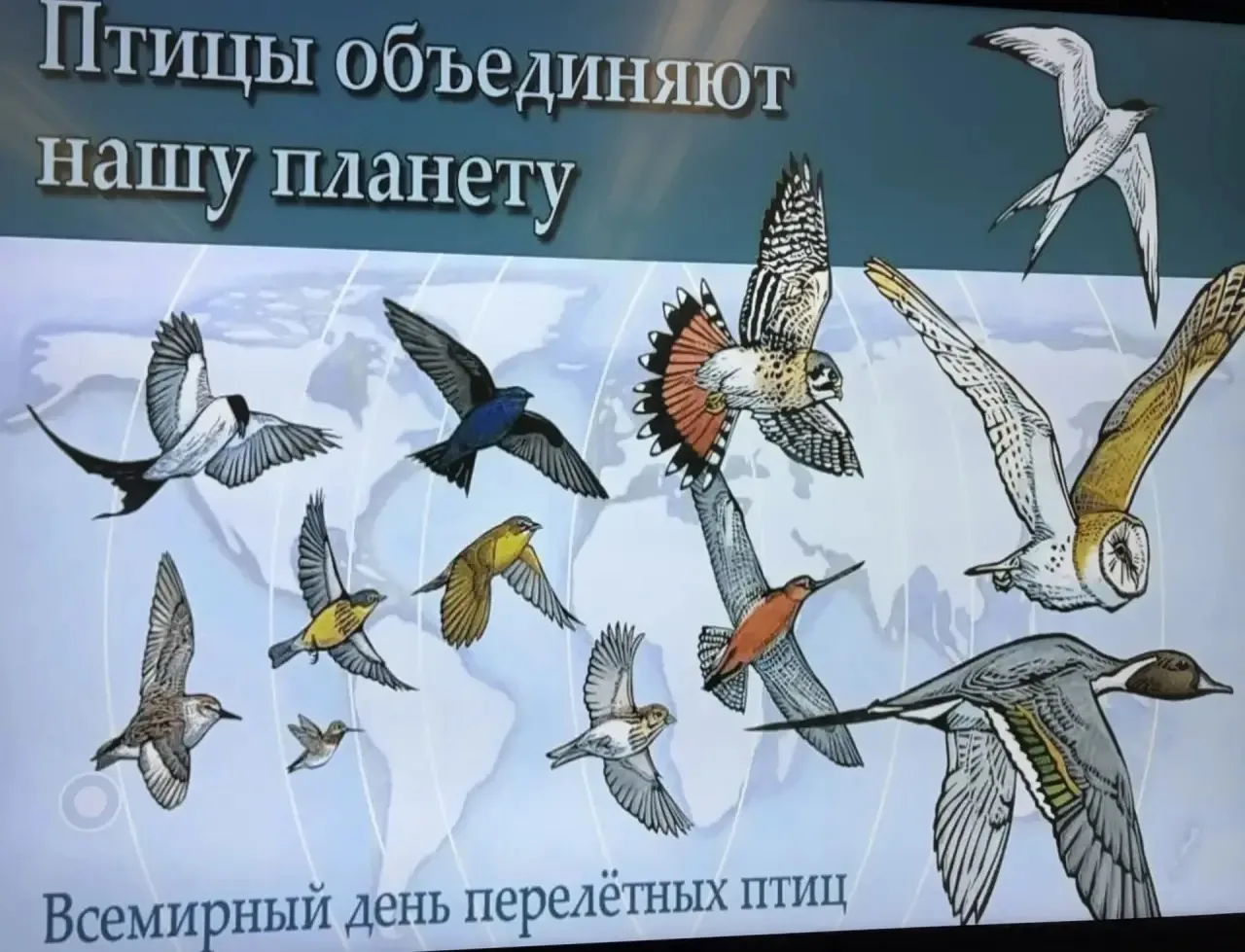 Всемирный день перелётных птиц: летим навстречу знаниям! 🌍