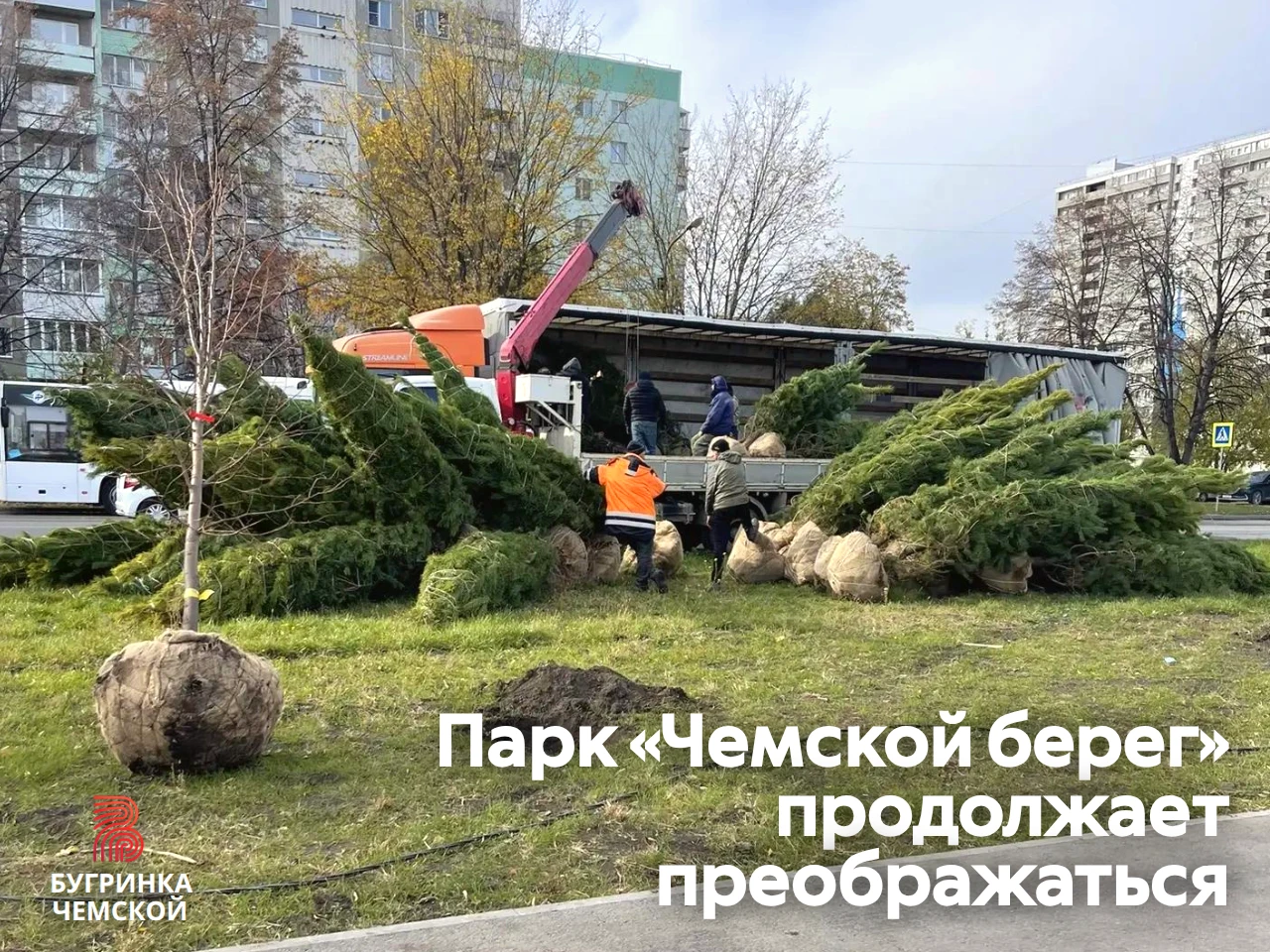 Чемской берег: сосны, липы и площадка для собак