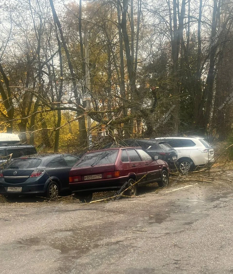 😱Дерево рухнуло на несколько машин!