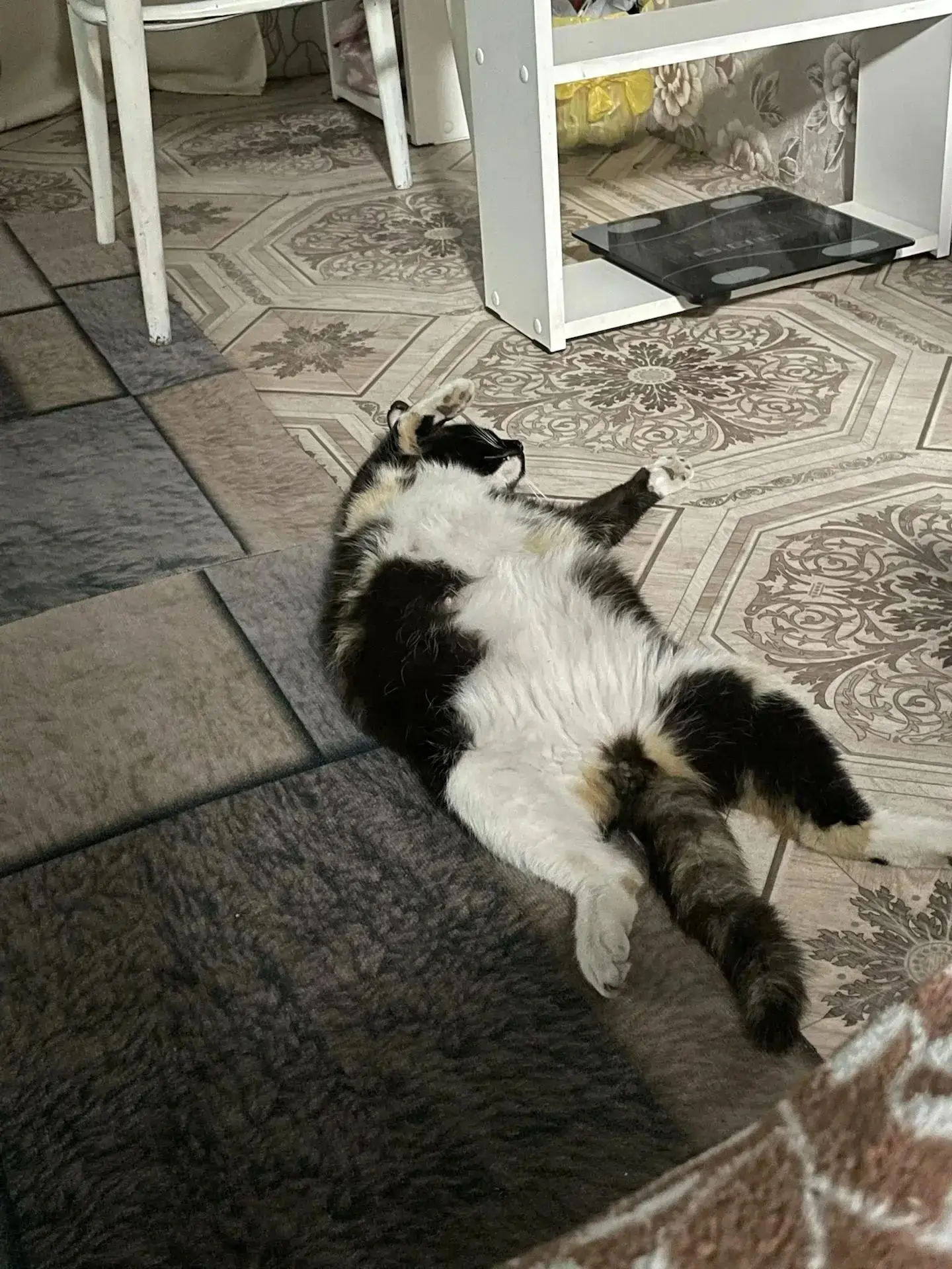 Моя любимка, Буся❤