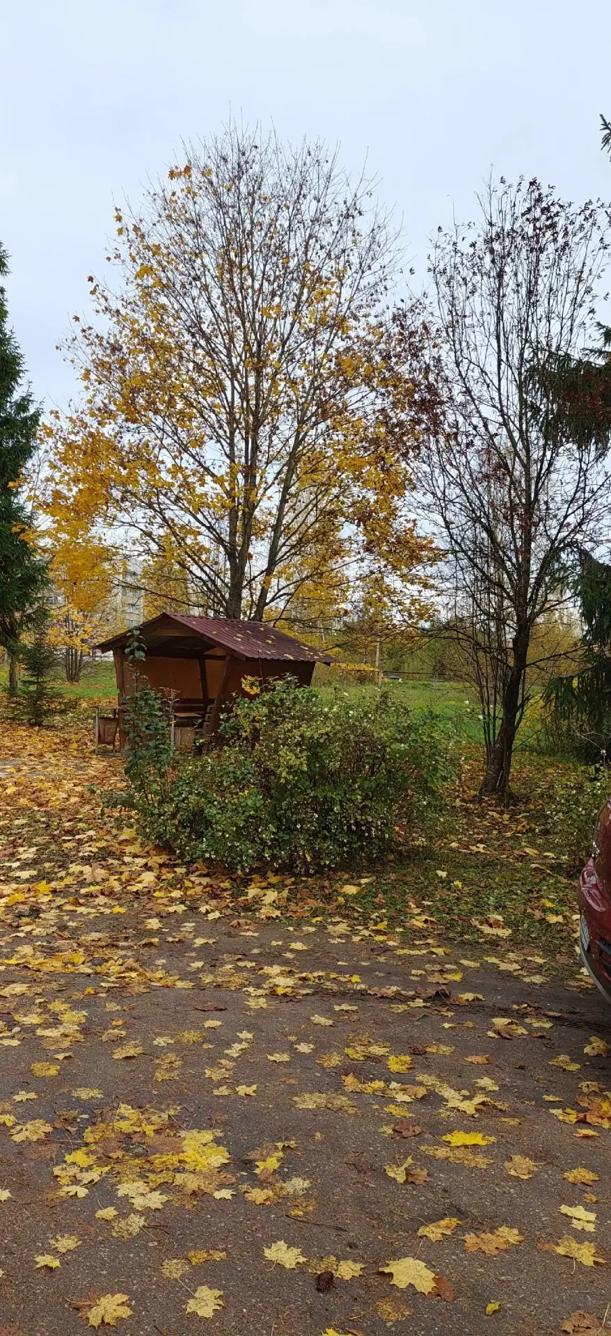 Золотая осень — это не просто время года, а настоящее волшебство, когда природа, прежде...