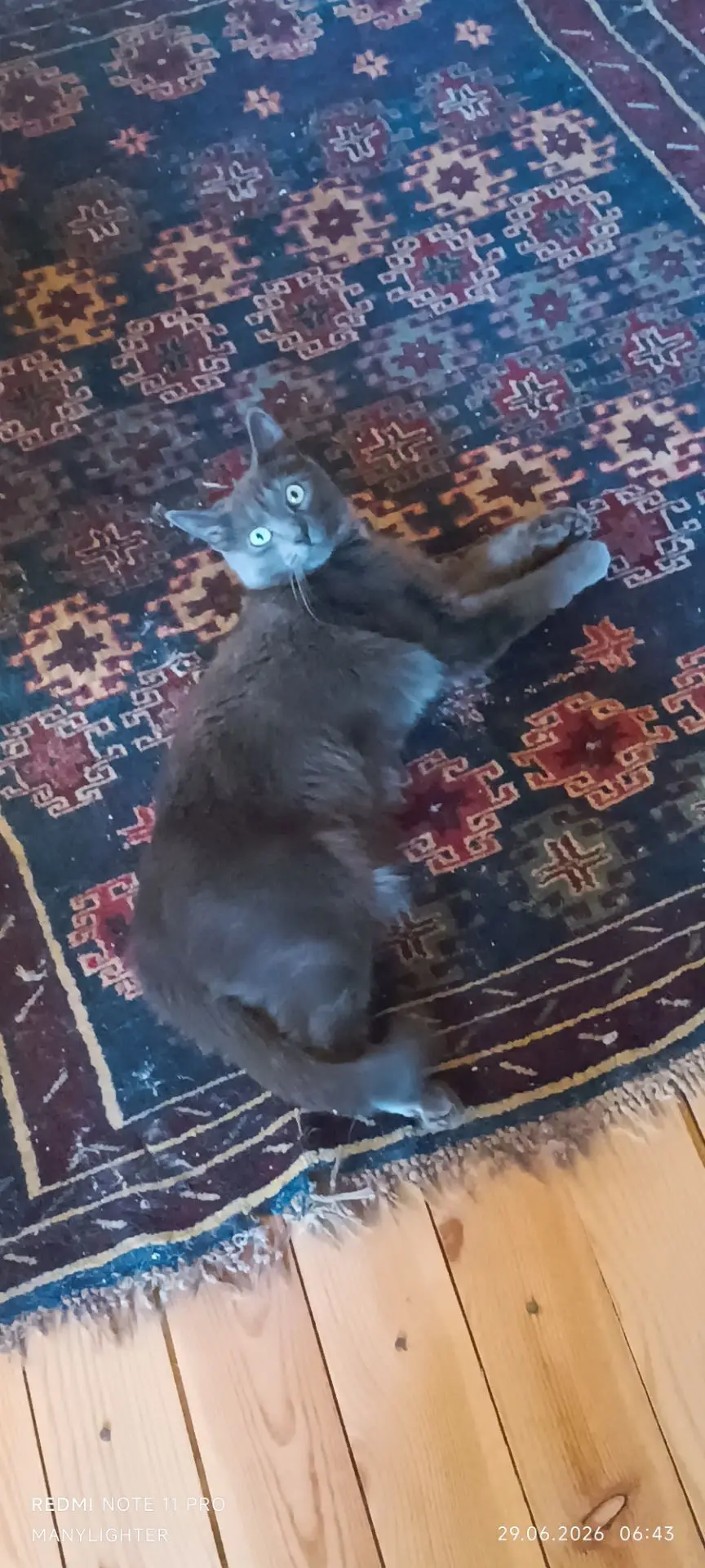 Наши котики