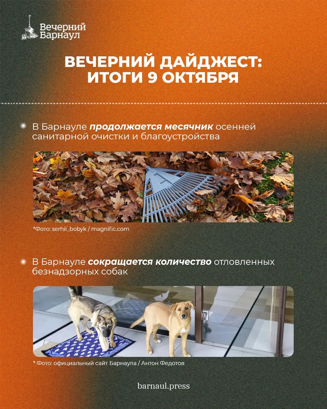 Месячник осенней санитарной очистки, сокращение числа отловленных безнадзорных собак и ...