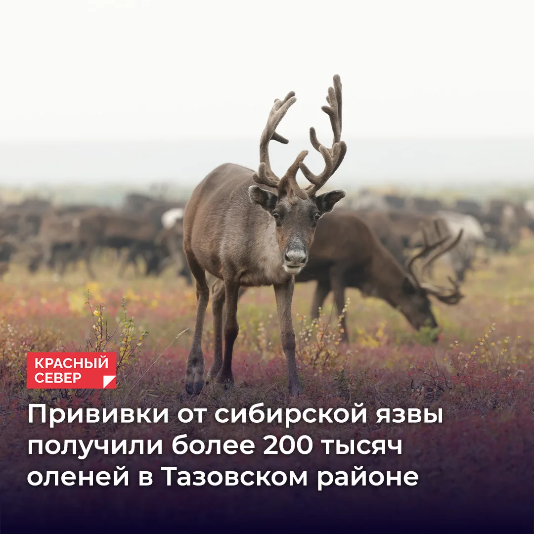 🦌 Вакцинацию домашних оленей против сибирской язвы завершили в Тазовском районе. Приви...