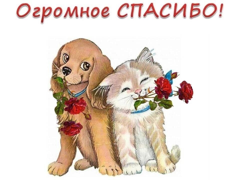 «Добро в лапы»: как наш детский сад помог хвостатым друзьям