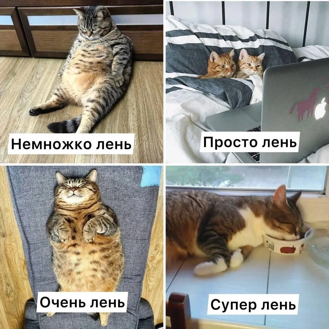 👀Лучшая забота о здоровье – это лень, считают специалисты