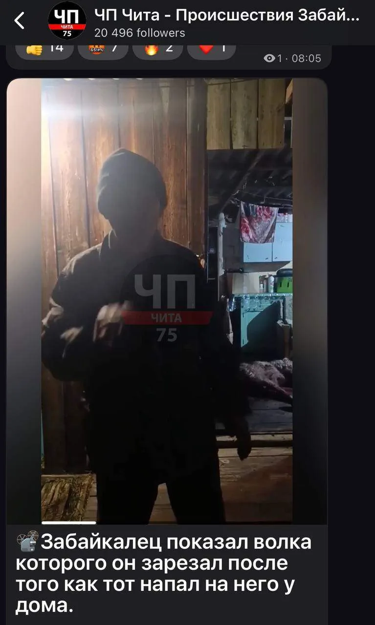 Забайкалец рассказал о схватке с волком на пороге своего дома, в которой ему посчастлив...