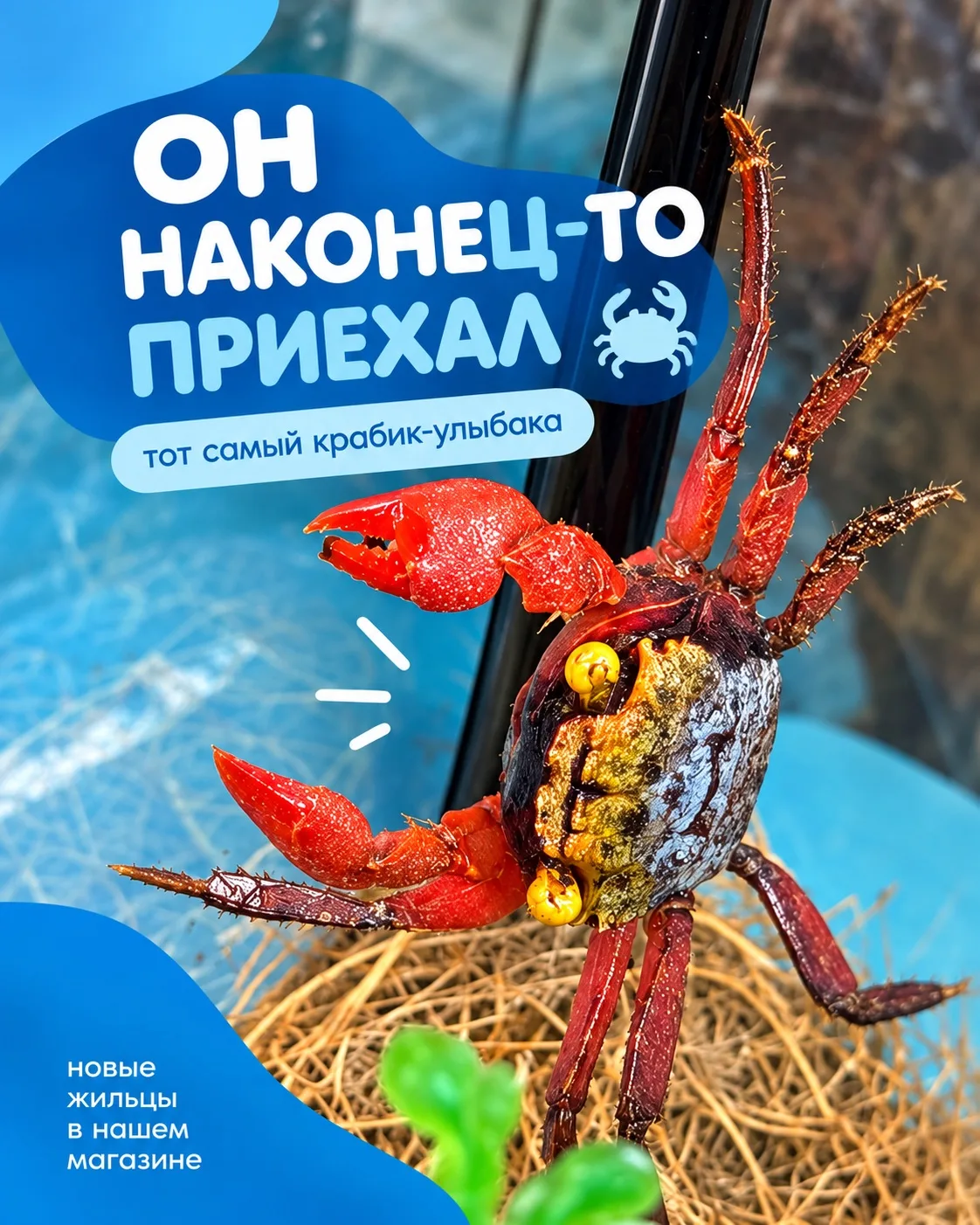Кажется, кто-то слишком долго улыбался — и наконец-то доехал до Cats Paradise 🦀