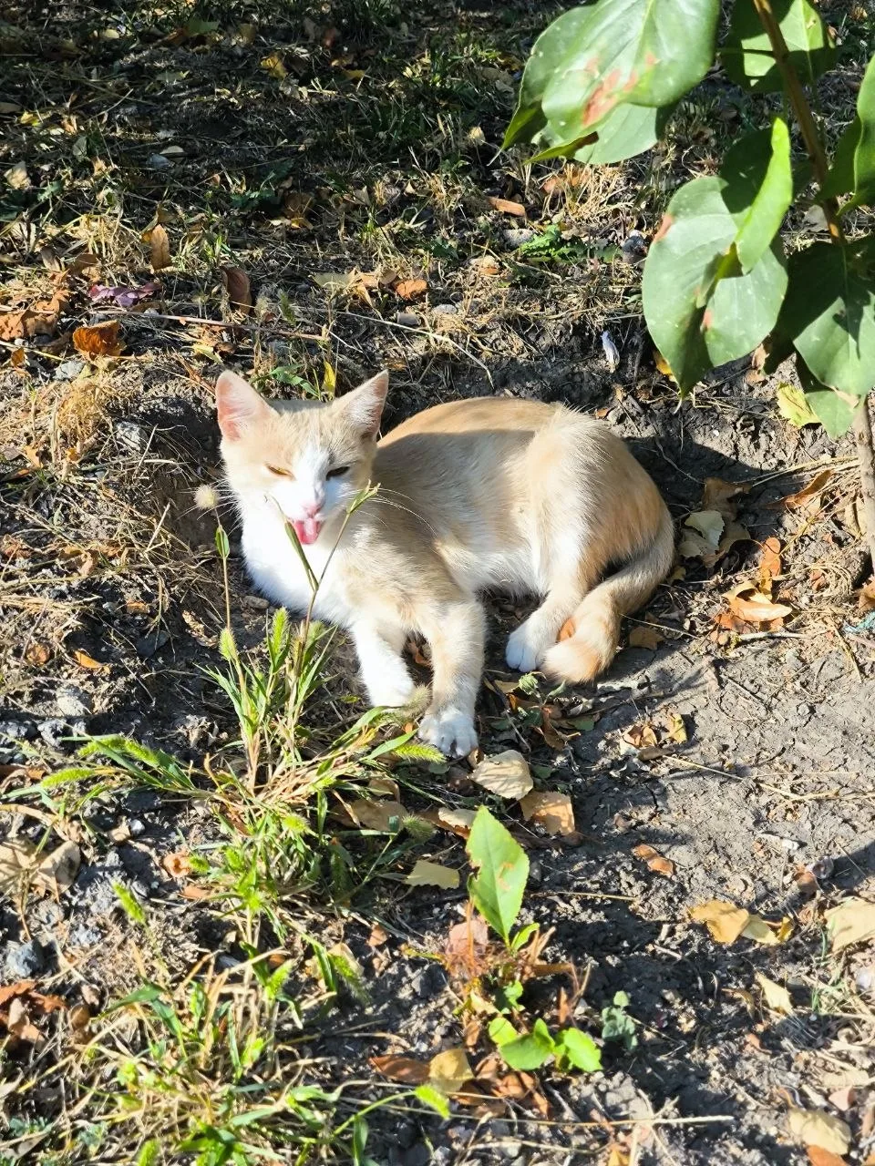 ☀️ Утренний котик с улицы Комсомольской нежится на солнышке.