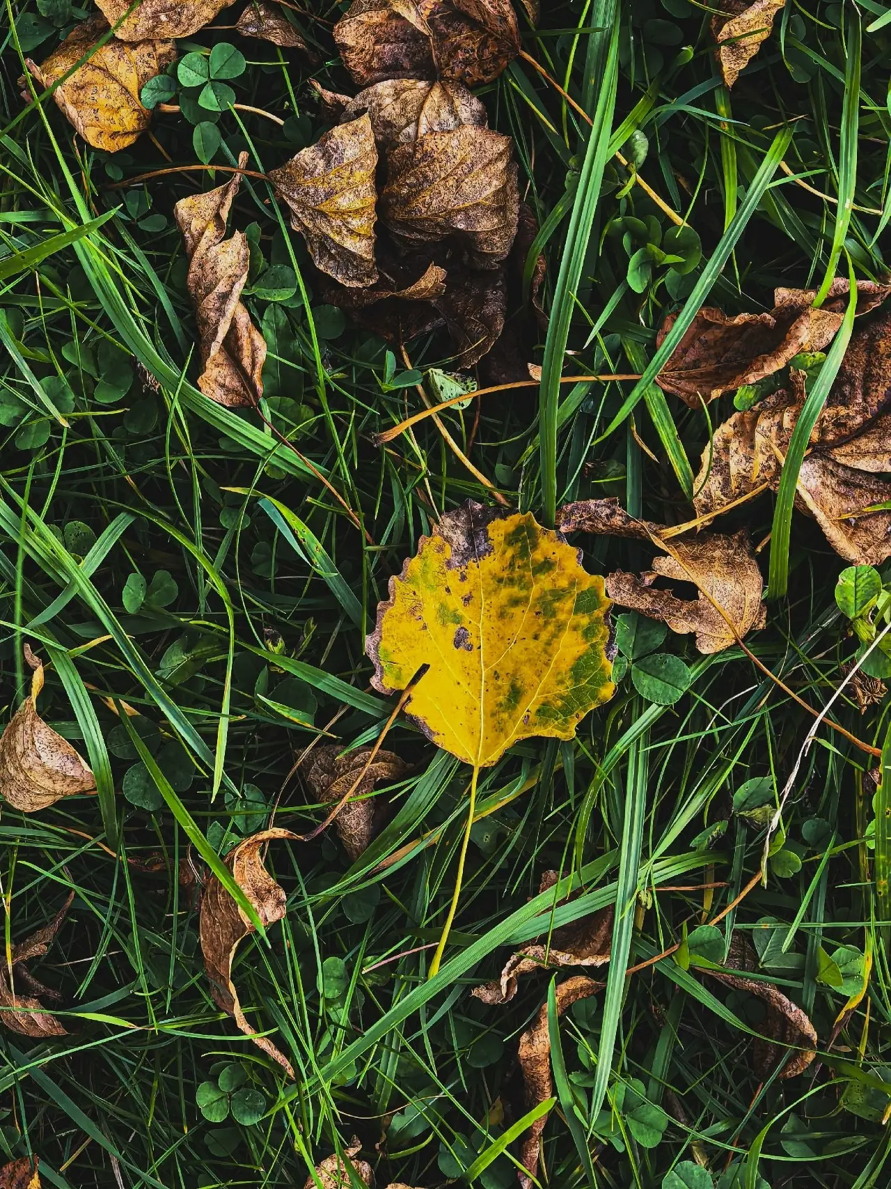Осенние краски 🍂🎨