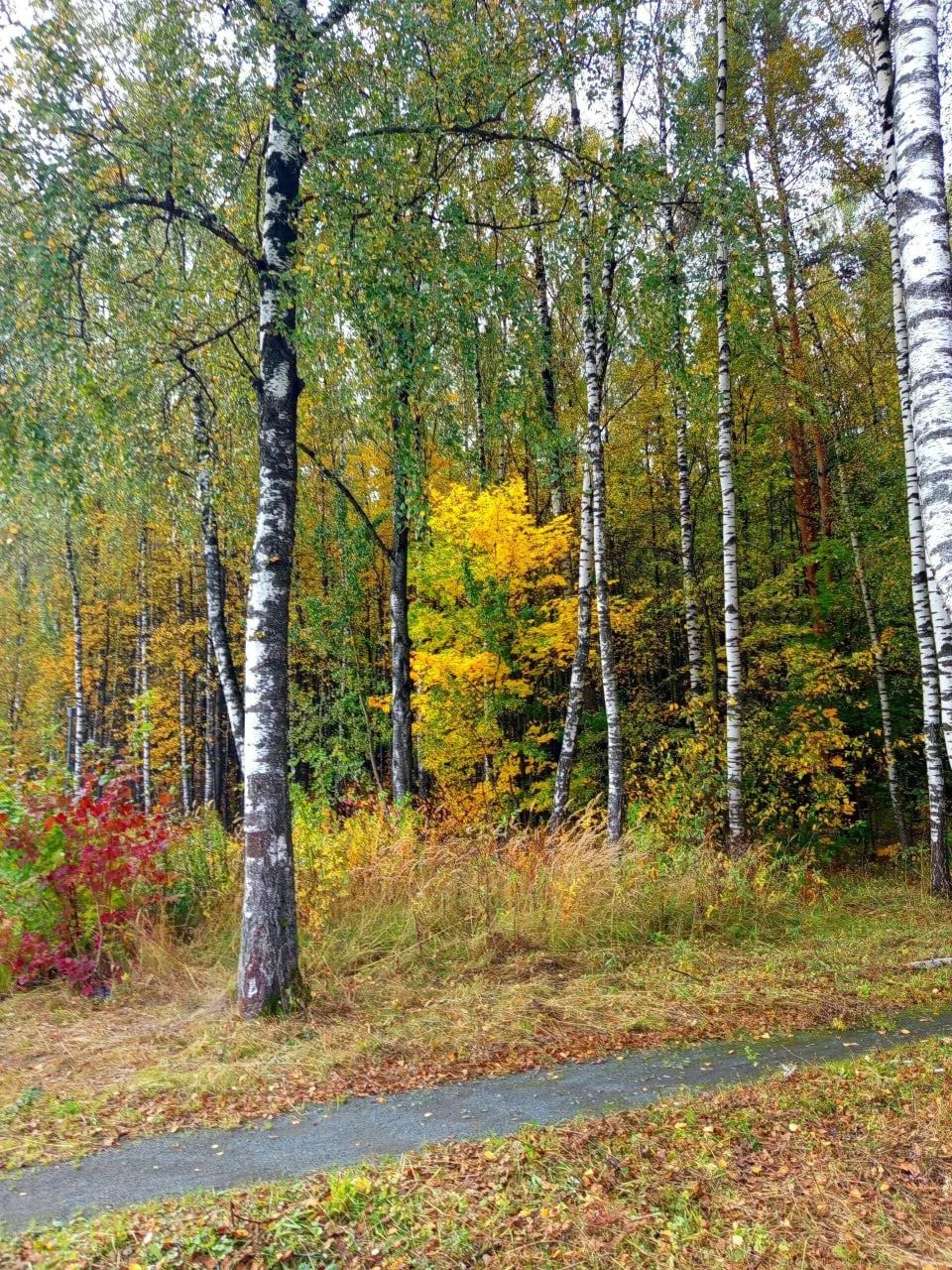 Осень, Октябрь в Говоровском лесу Осенний лес