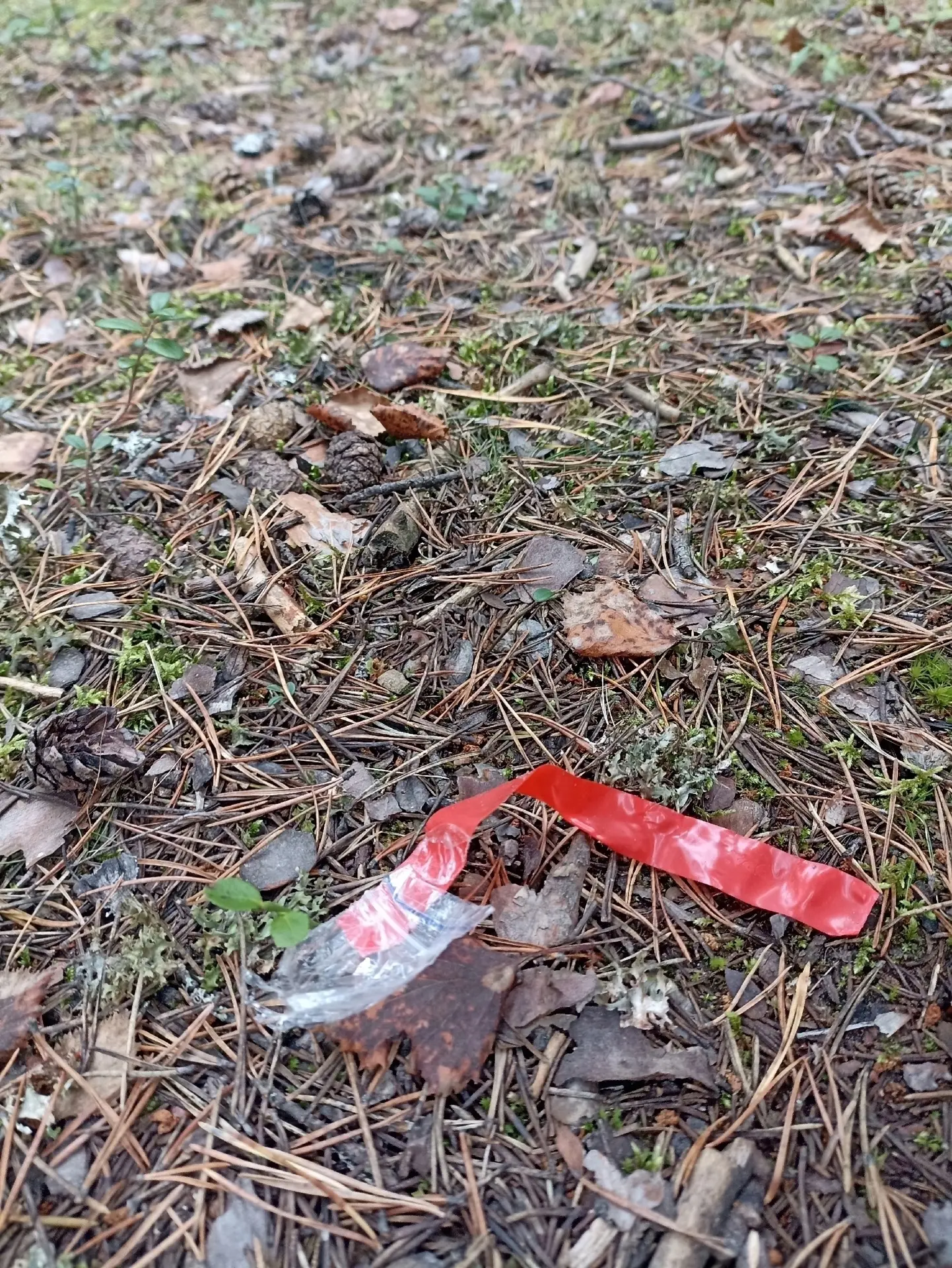 🤬 Наркокопатели перерыли Сосновый бор на Яграх: лес изрыт ямами, найдены зип-пакеты и ...