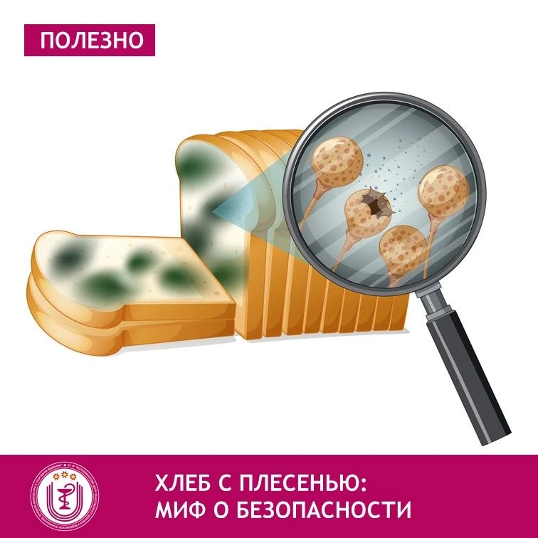 Существует миф о безопасности употребления хлеба, поражённого плесенью.