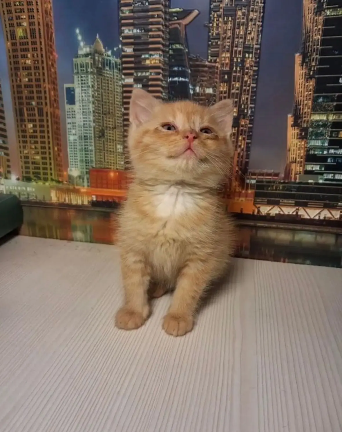 😻🐈Котенок с дачи только в самые добрые руки!