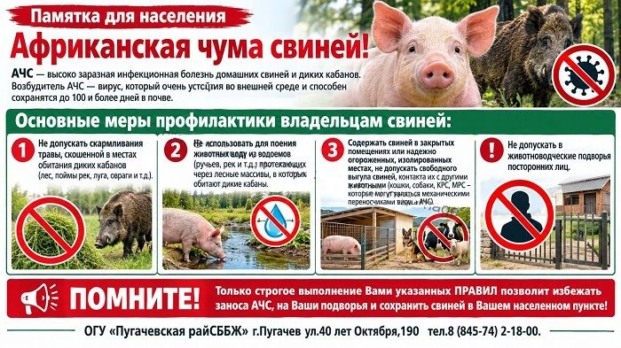 АЧС — высоко заразная инфекционная болезнь домашних свиней и диких кабанов. Возбудитель...