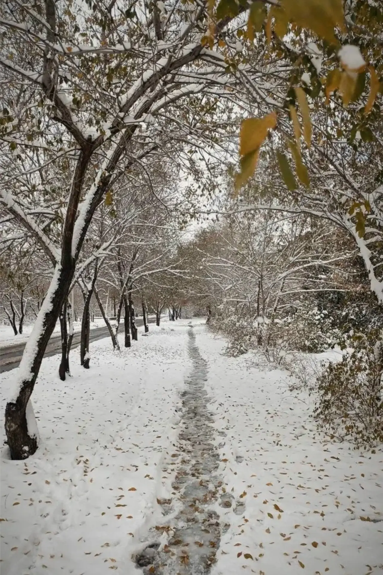 Нижегородцы могут увидеть первый снег уже в начале ноября ❄️