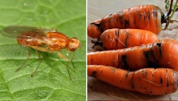 С этим средством луковая и морковная мухи больше не страшны!