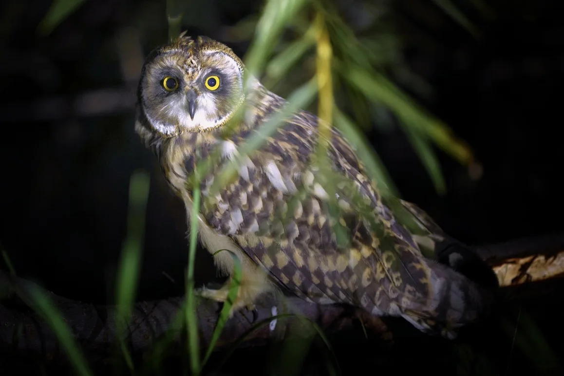 🦉 Неожиданная встреча в Закамске