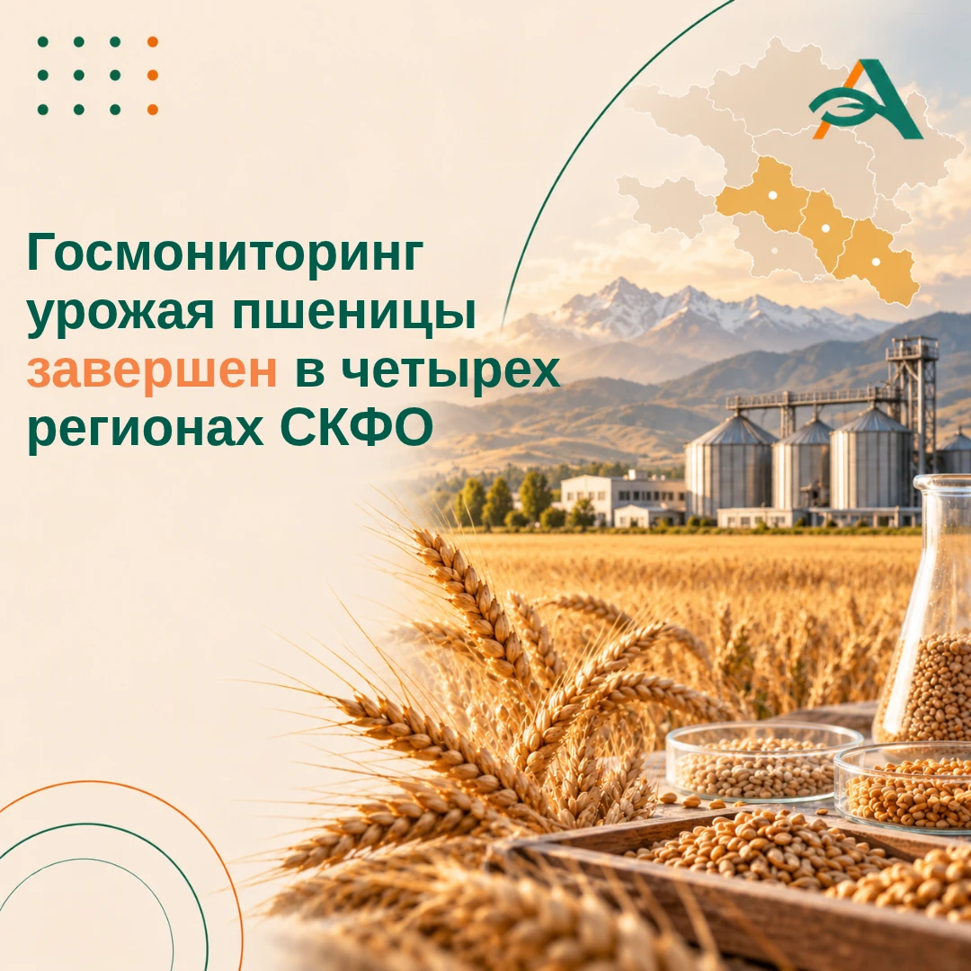 🌾 Госмониторинг пшеницы завершен в четырех регионах Северного-Кавказа