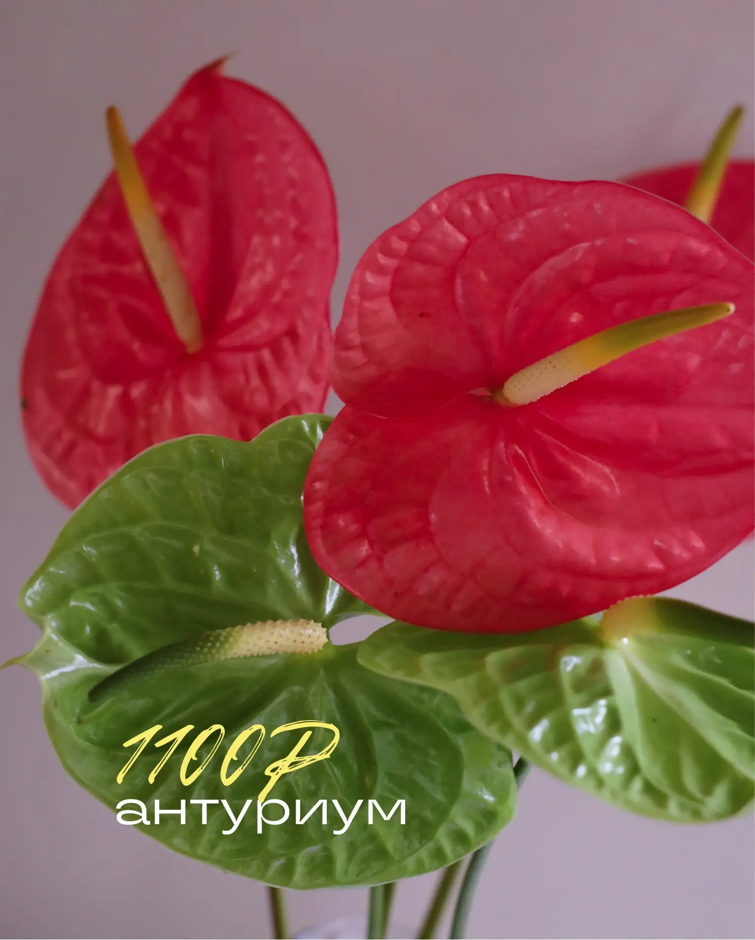 [СВЕЖАЯ ПОСТАВКА]