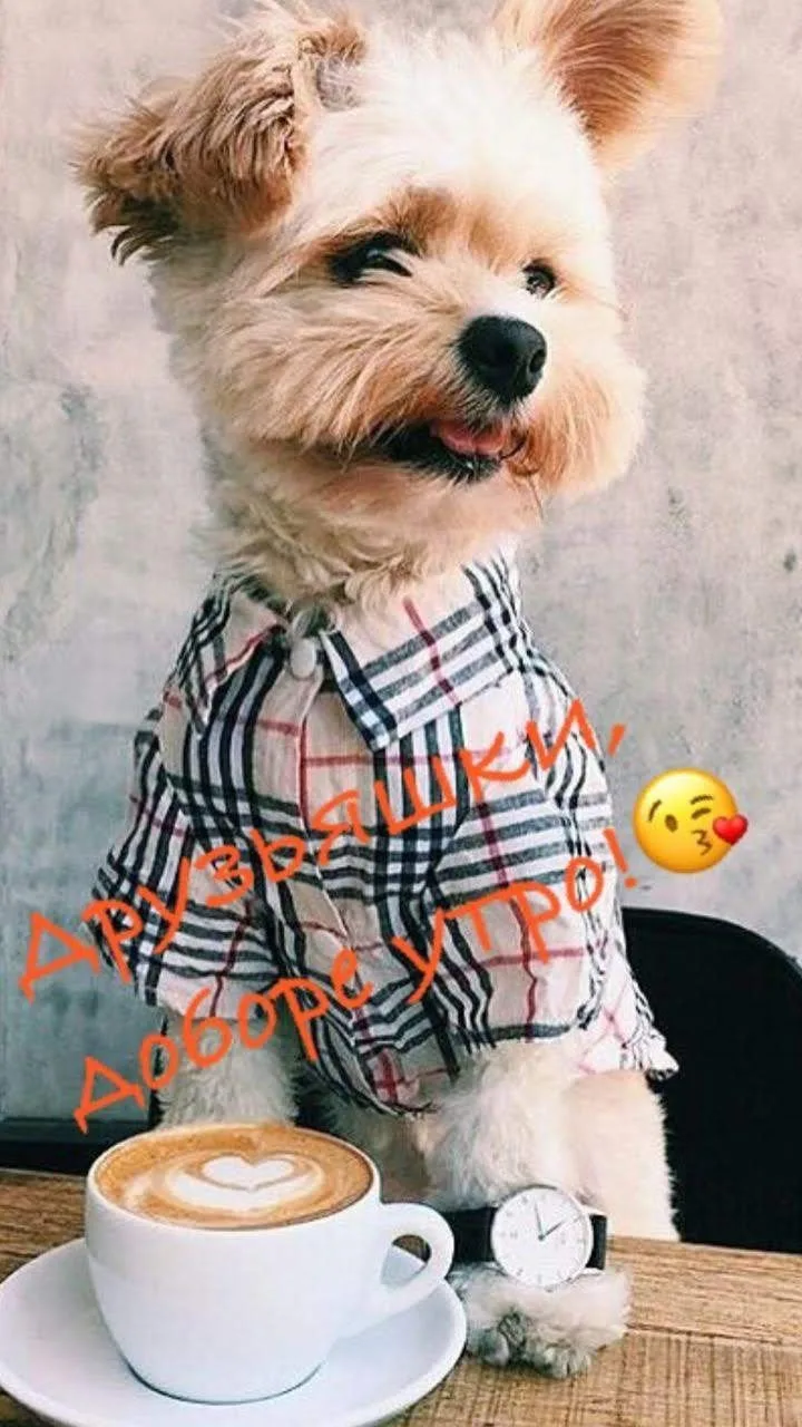 🌞 Подъем, родители пушистиков 🤗🐶!