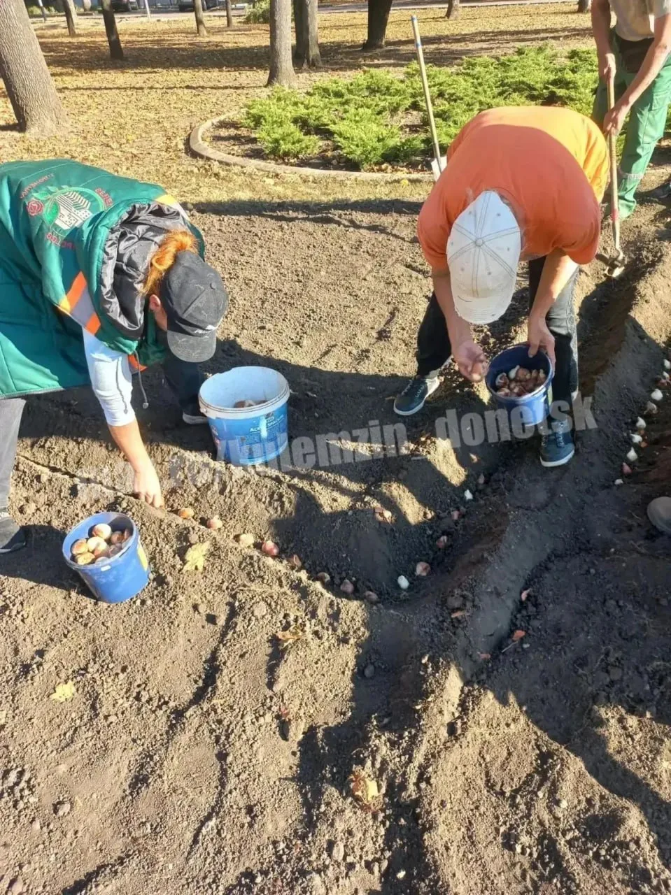 Сегодня по всему Донецку высаживали тюльпаны