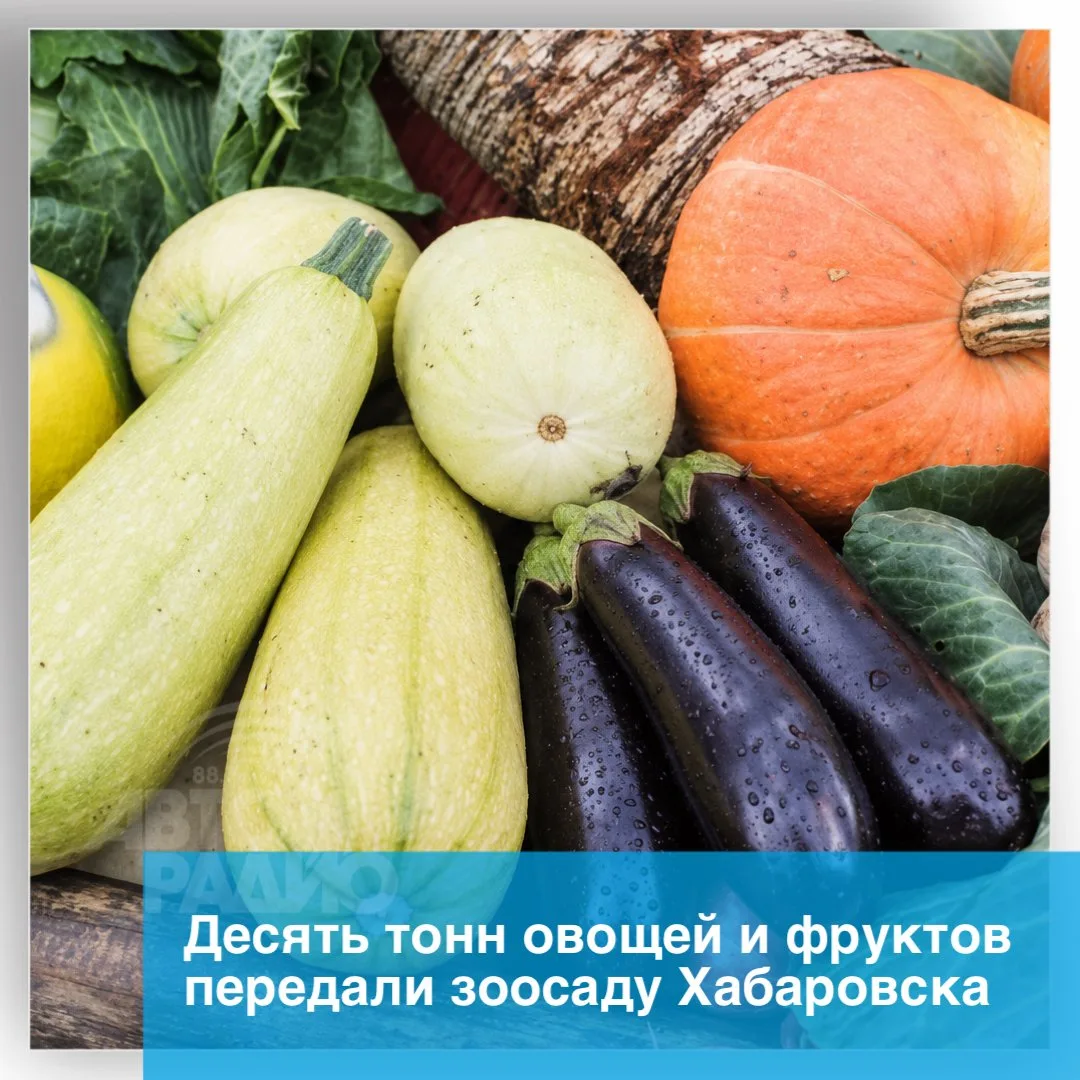 Рекордные десять тонн овощей и фруктов собрали хабаровчане для животных зоосада. В раци...