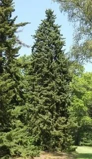 Ель красная (Picea rubens)