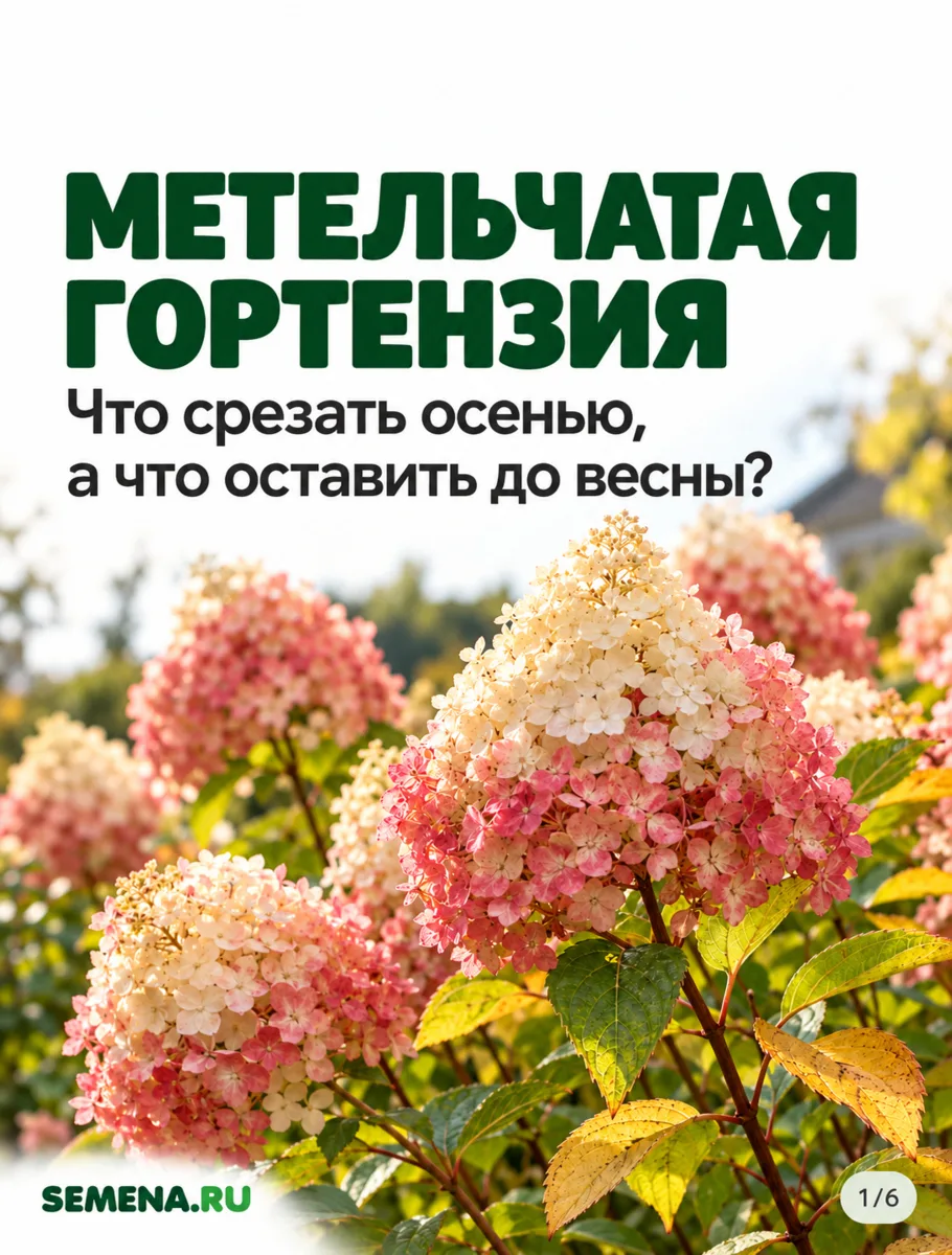 ✂️ ГОРТЕНЗИЯ ОТЦВЕЛА. ПОРА БРАТЬСЯ ЗА СЕКАТОР?