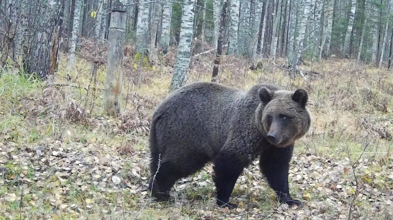 🐻 Медведи всё чаще появляются в окрестностях Сарова