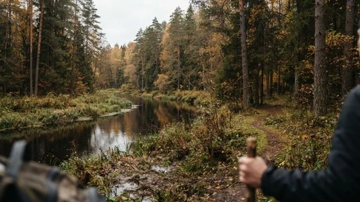 В Петербурге хотят создать заказник «Старая граница» от Белоострова до Комарово