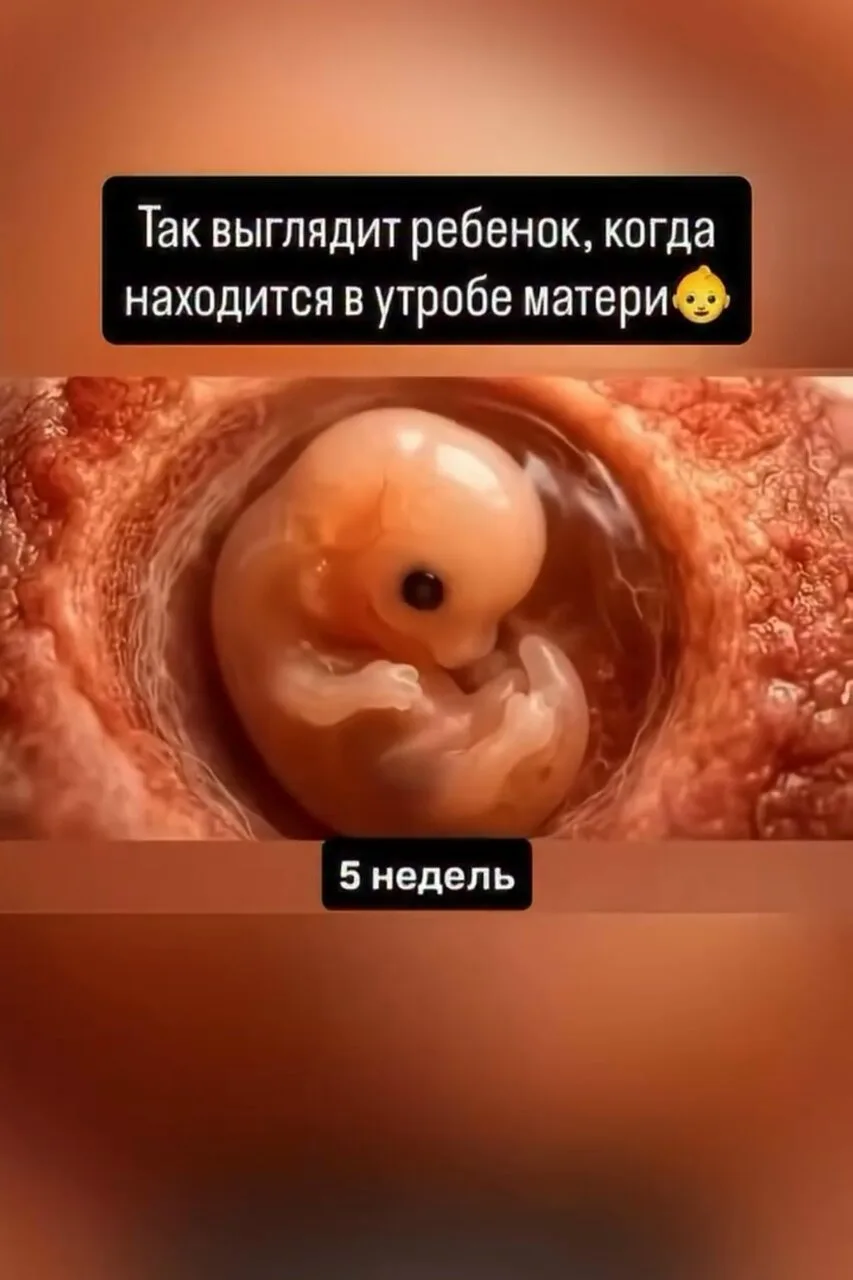 🤰 Всего за 40 недель одна клетка превращается в организм с миллиардами клеток, органам...