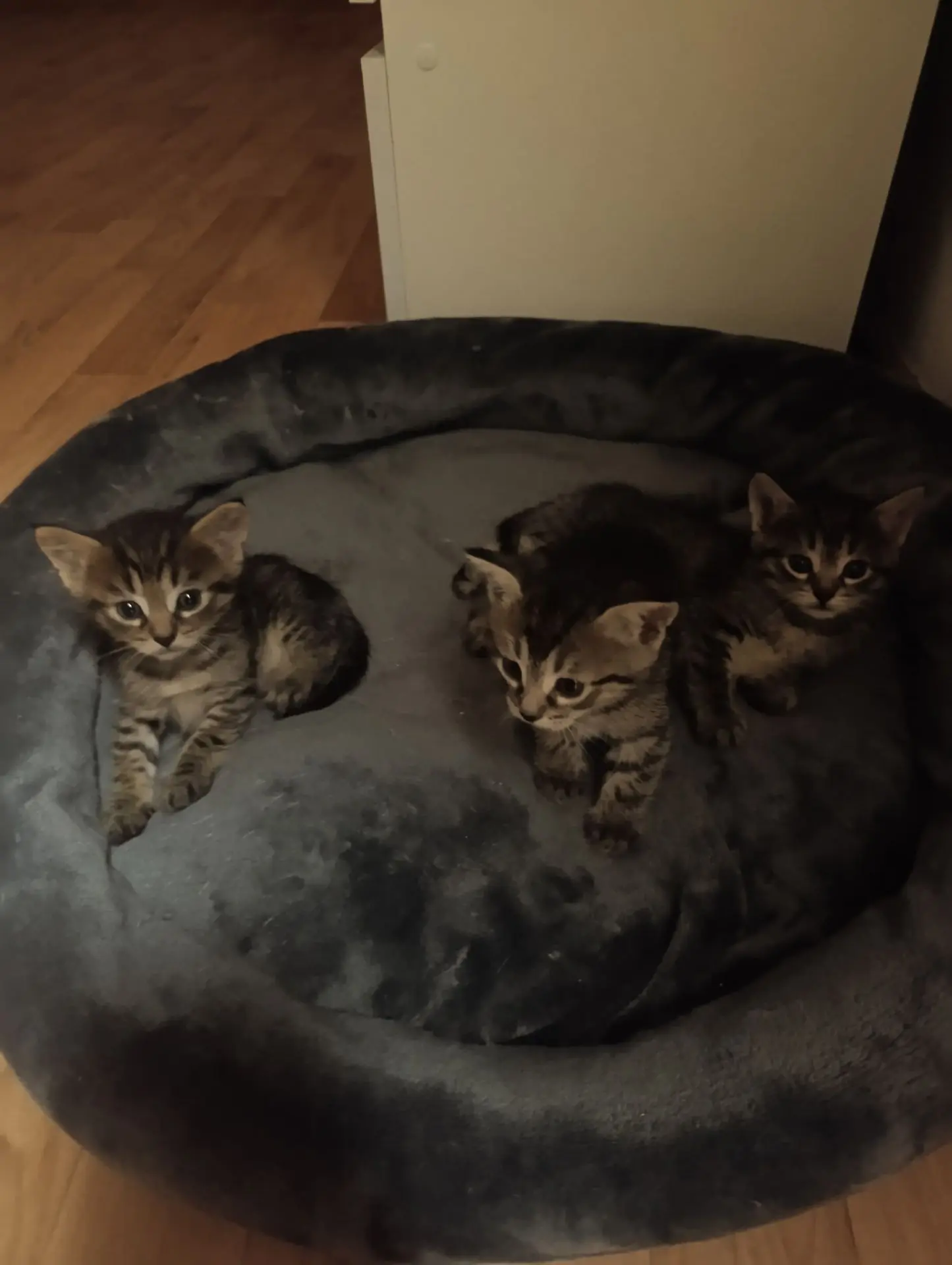 Отдам в хорошие руки. Котята от кошки- мышеловки 1 месяц: 1 девочка, 2 мальчика. Кушают...