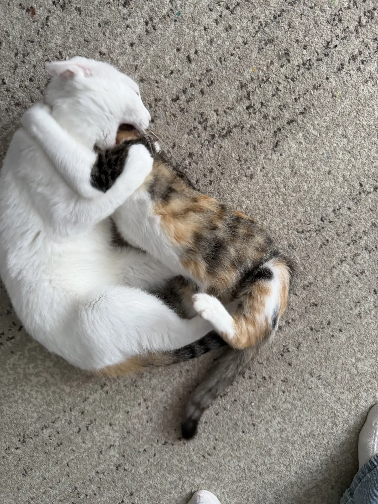 Алиса взвесила наших кошек 🐈😺
